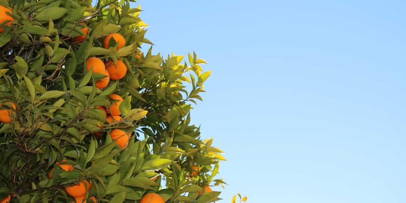 福州福隆评股师68：深耕A股市场的金融分析智慧与投资哲学