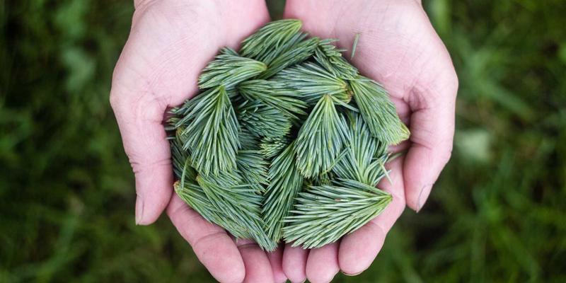 福州福隆评股师实战指南：三步挖掘高分红“现金奶牛”型公司的投资策略与金融分析