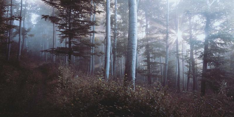 福州福隆评股师深度解析：价值投资在A股市场的本土化实践与案例复盘
